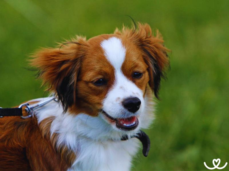 Psi-plemeno-kooikerhondje (2)